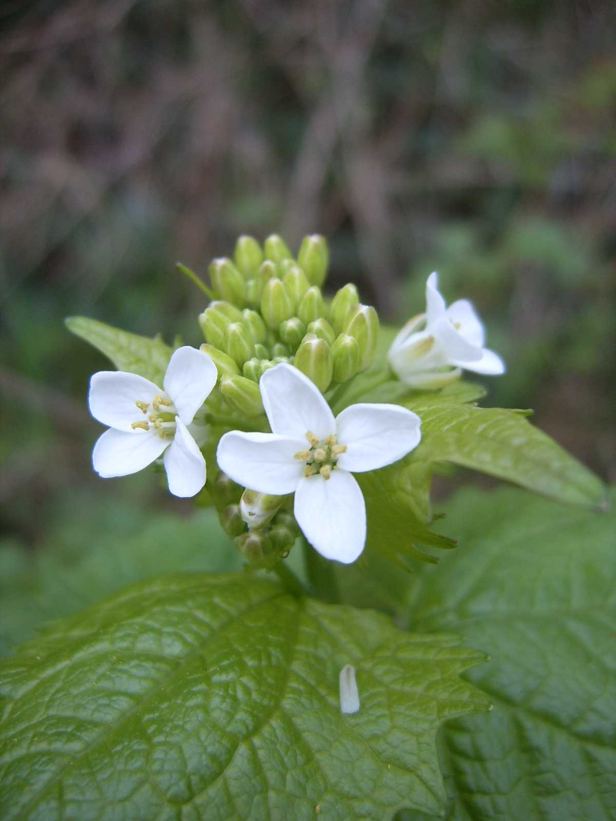 Alliaria petiolata